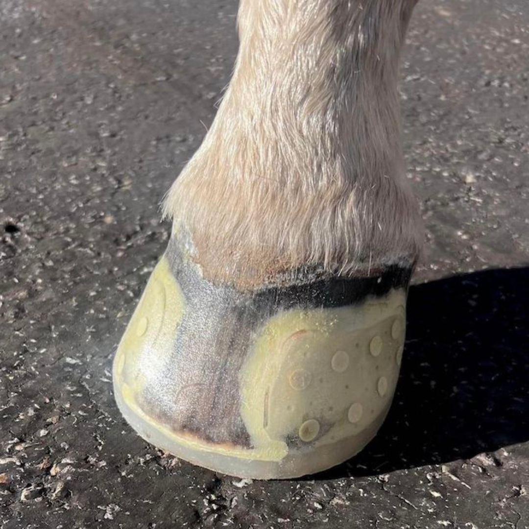 EasyCare EasyShoe Speed on Horse