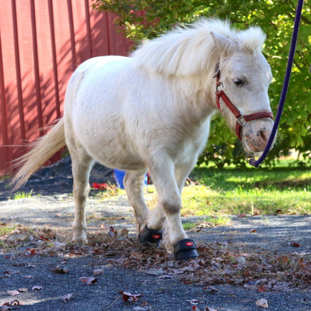 Easyboot Mini on moving horse