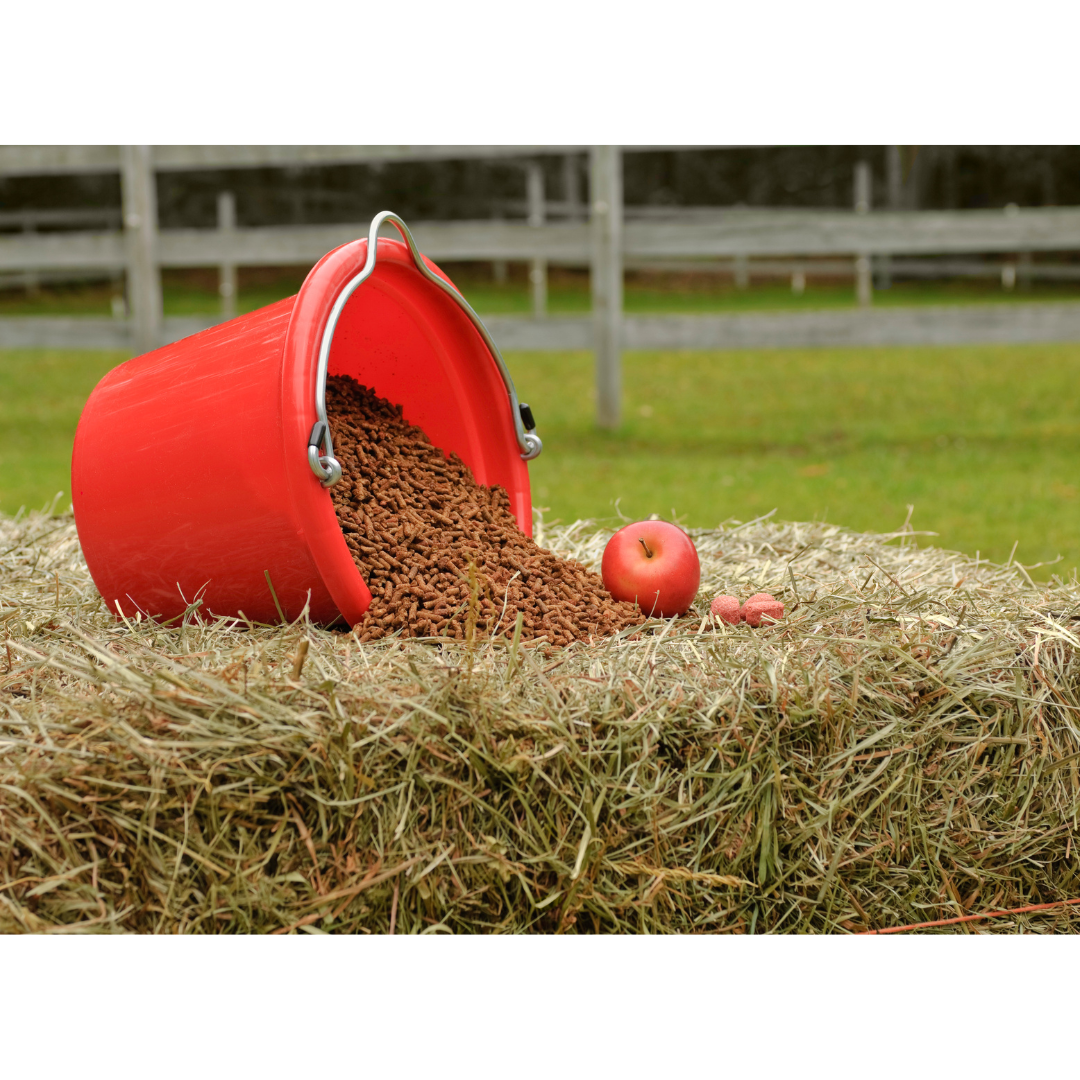 Horse Nutrition