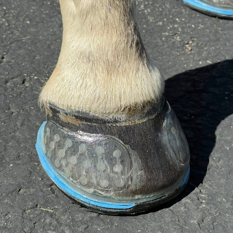 EasyShoe Triple D Front View on Horse