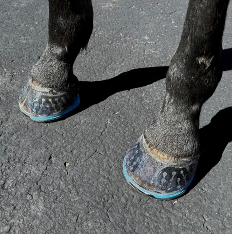 EasyShoe Triple D Front Top View on Horse