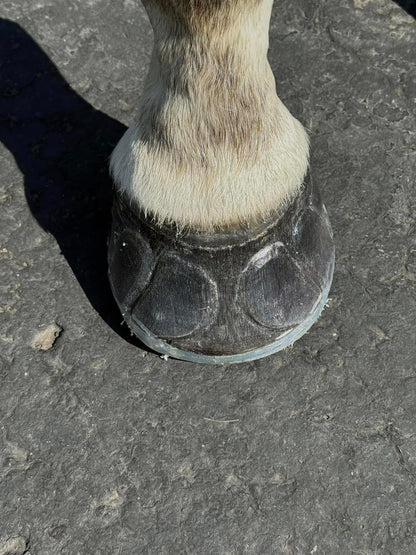 EasyShoe One Sticky - Pair