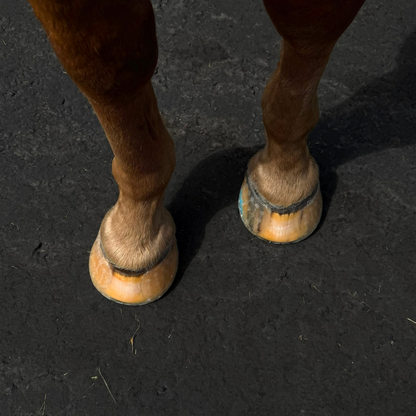 EasyShoe RS Rocker - On Front Horse Hooves