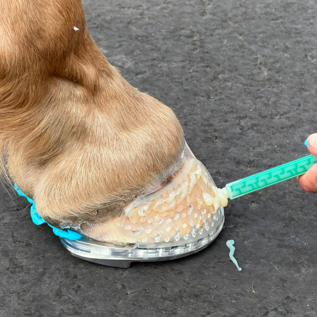EasyShoe RS Rocker - On Horse being applied with gap-filling adhesive