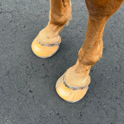 EasyShoe RS Rocker Light - Top view on horse