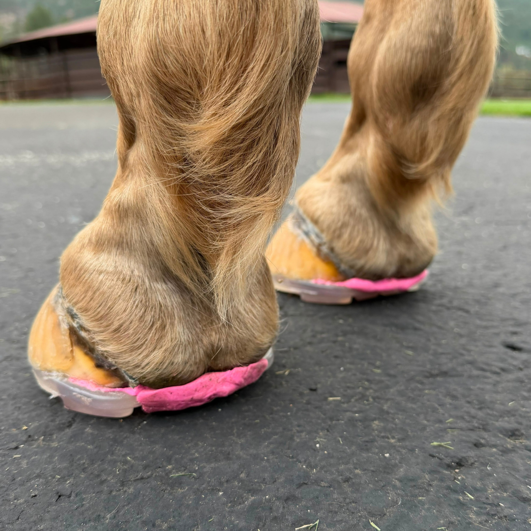 EasyShoe RS Rocker Light - Back View on Horse