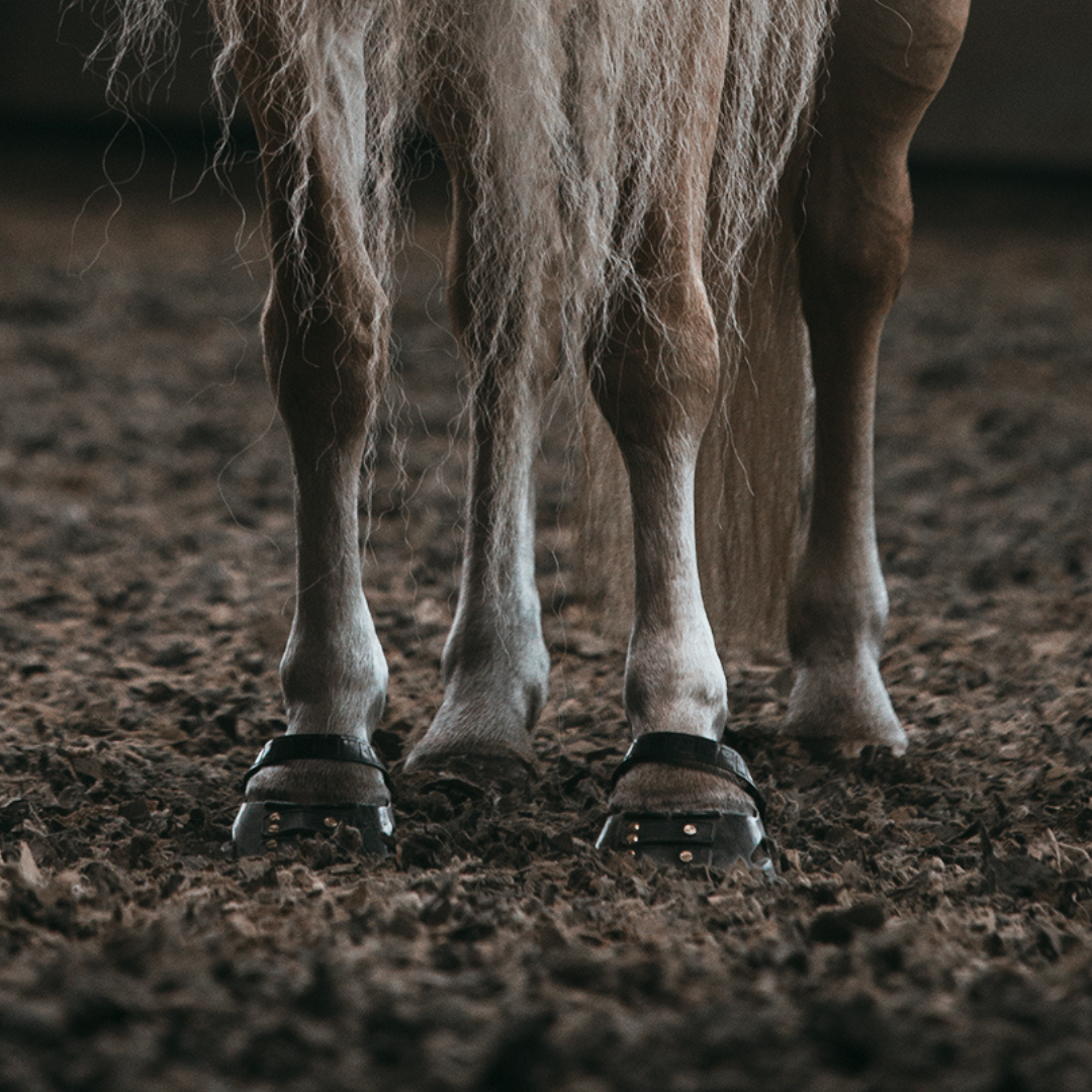Scoot Boot Pastern Strap Single in Black on horse