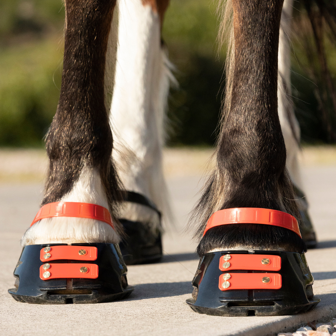 Scoot Boot Pastern Strap Single in Hibiscus on horse