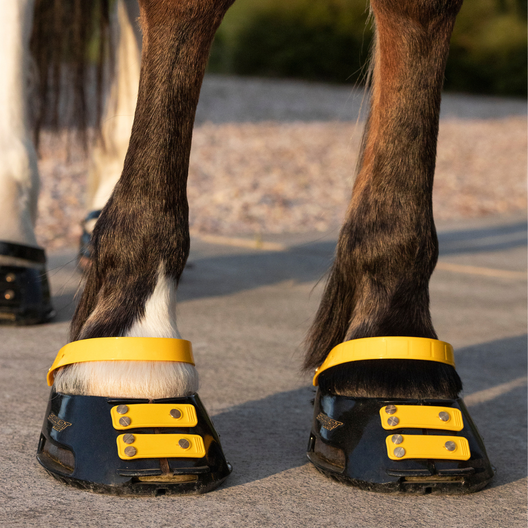Scoot Boot Pastern Strap Single in Marigold on horse