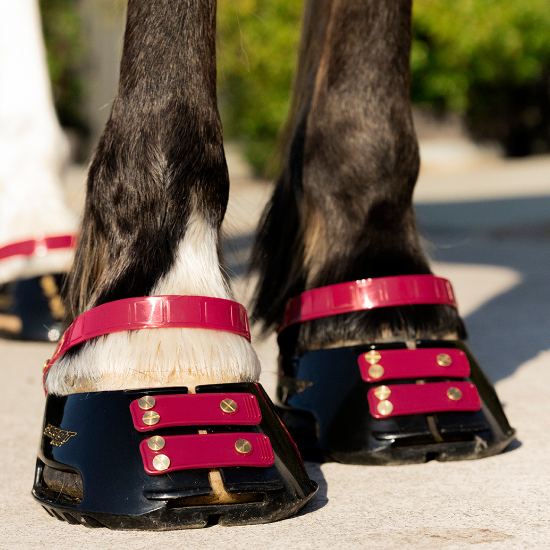 Scoot Boot Pastern Strap Single in Mulberry on horse