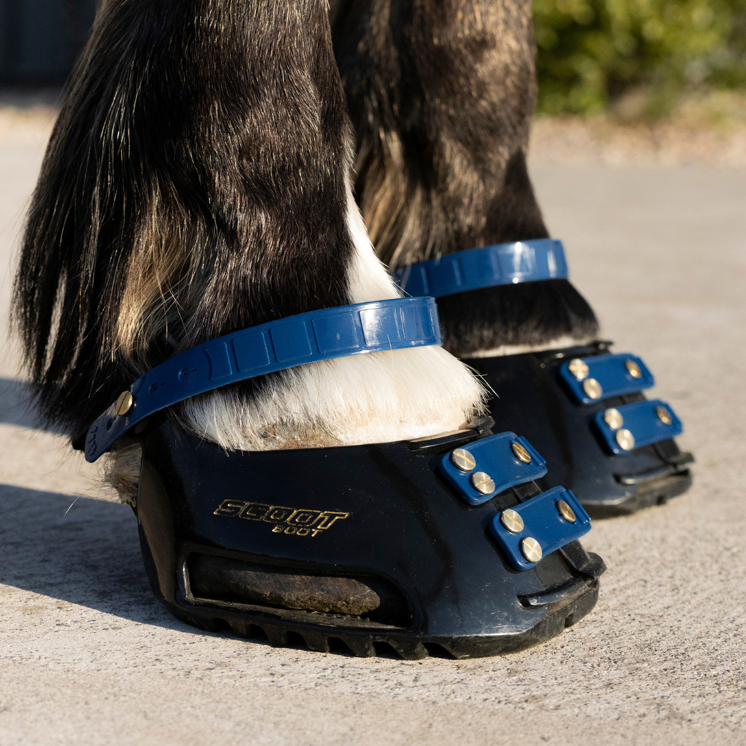 Scoot Boot Pastern Strap Single in Navy on horse
