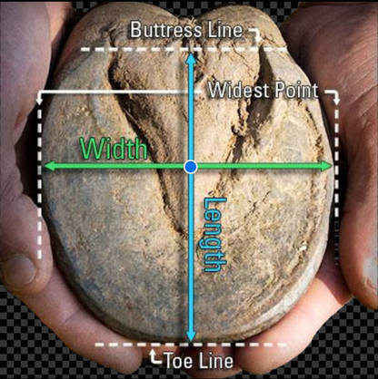 EasyShoe Ultra Triple D How to Measure