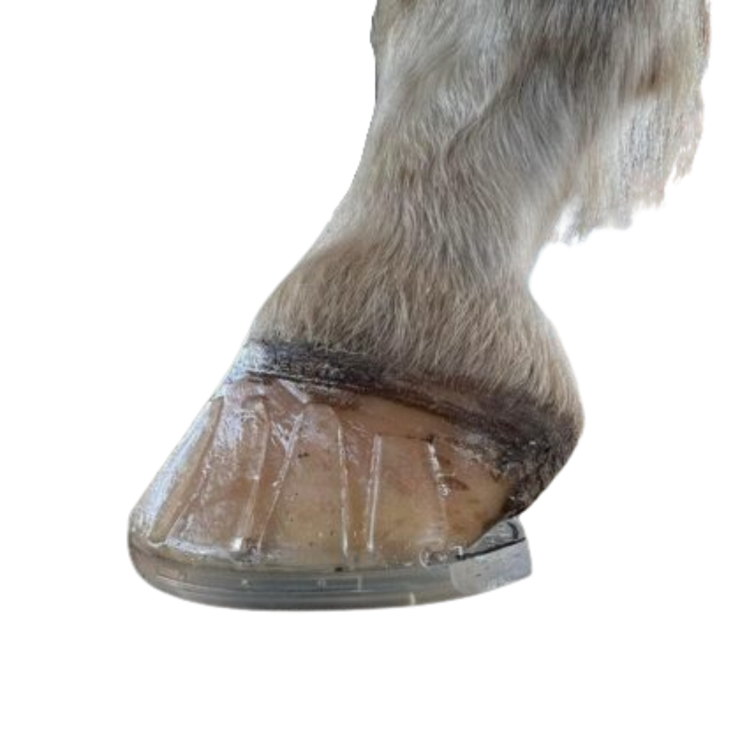 EasyCare EasyShoe 3D on Horse with 11 Finger Tabs