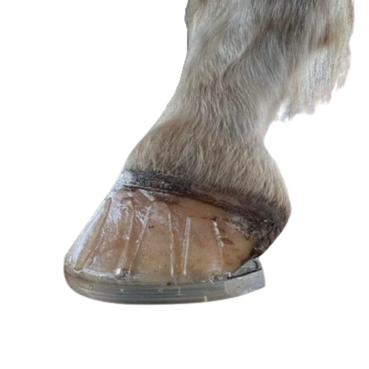 Easycare EasyShoe 3D Composite Glue-On Horseshoe – Hind Pattern, Size 118, With Frog Support
