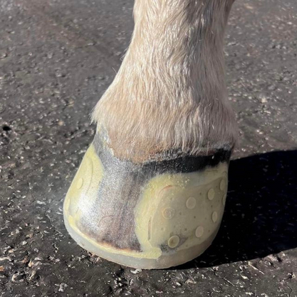 EasyCare EasyShoe Speed on Horse