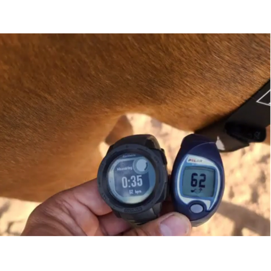 Garmin Watch & Horse Heartrate Monitor Strap Compatible Watches