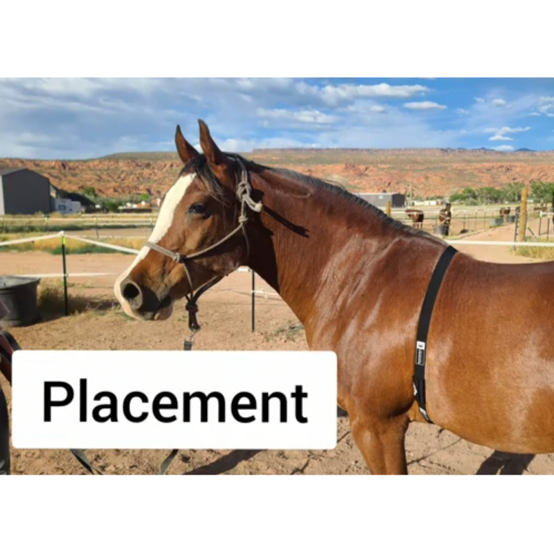 Garmin Watch & Horse Heartrate Monitor Strap Placement