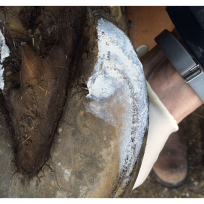 Red Horse Artimud Application on Hoof Heel