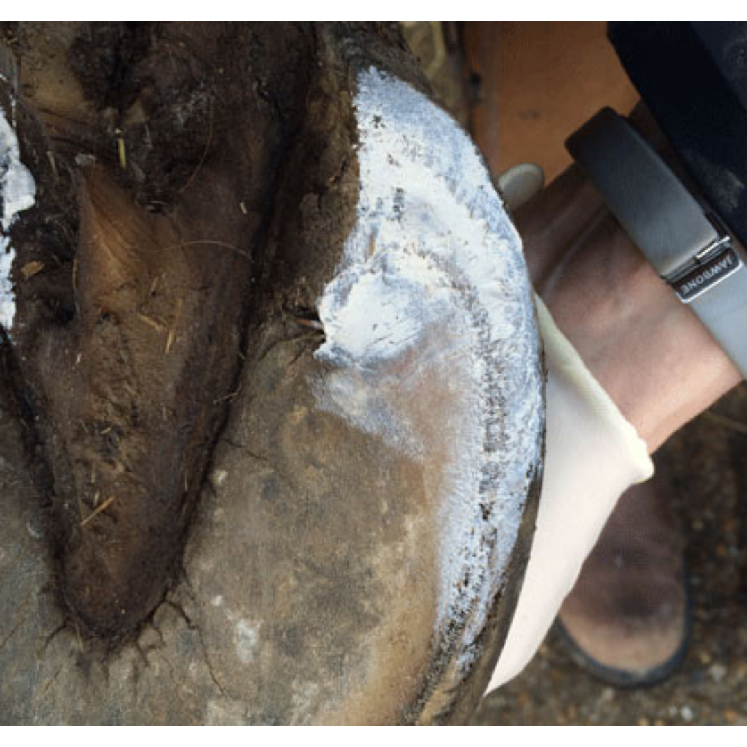 Red Horse Artimud Application on Hoof Heel
