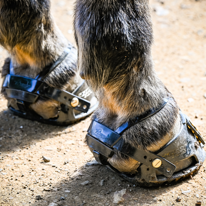 Scoot Boot Adjust on Horse Heel View