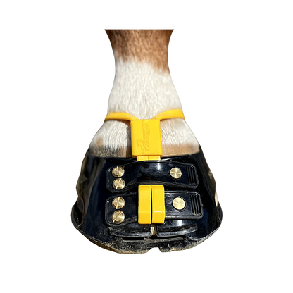 Scoot Boot Mud Straps in Marigold on Horse