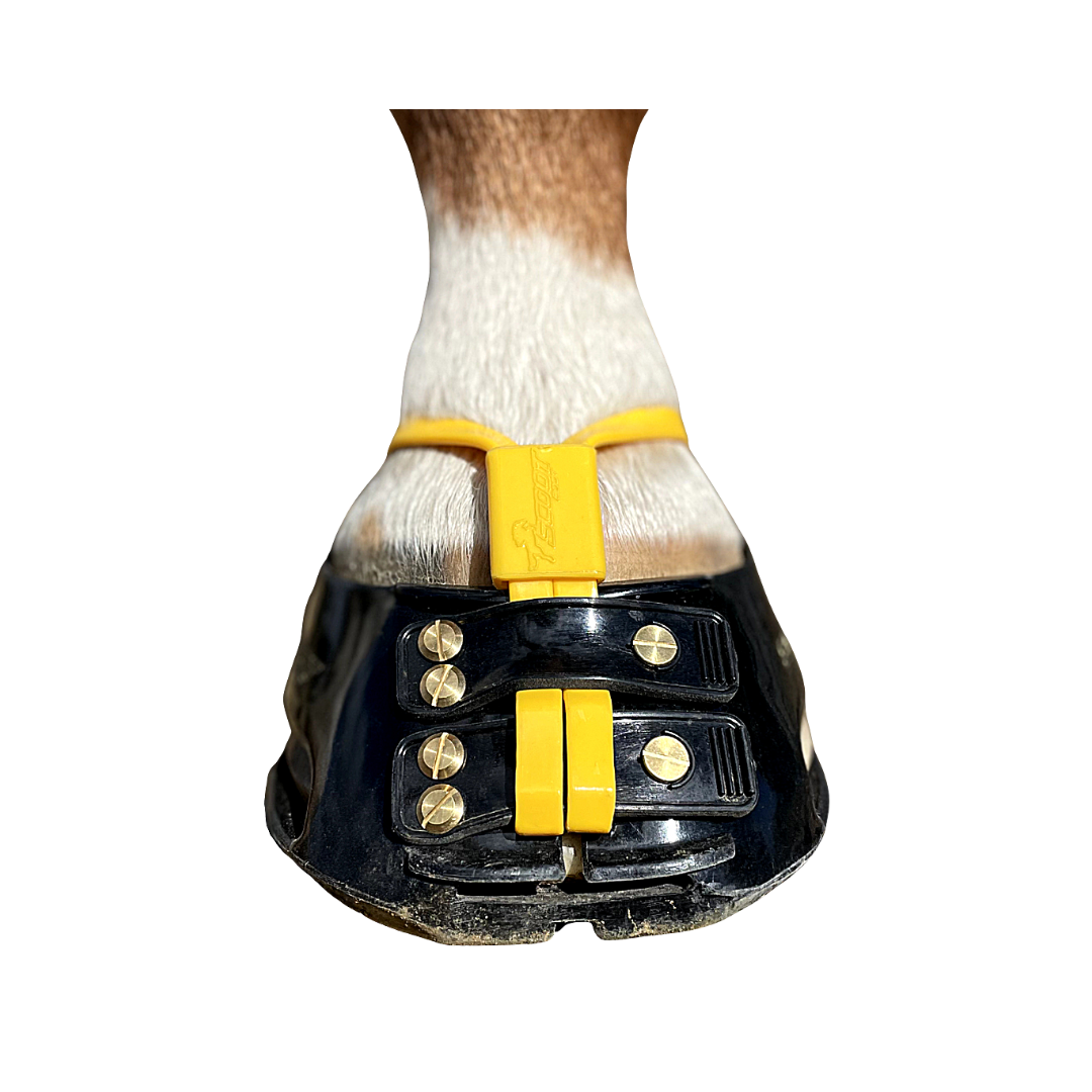 Scoot Boot Mud Straps in Marigold on Horse