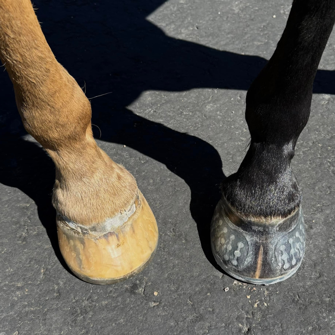 EasyCare HoofLox Acrylic On Hooves