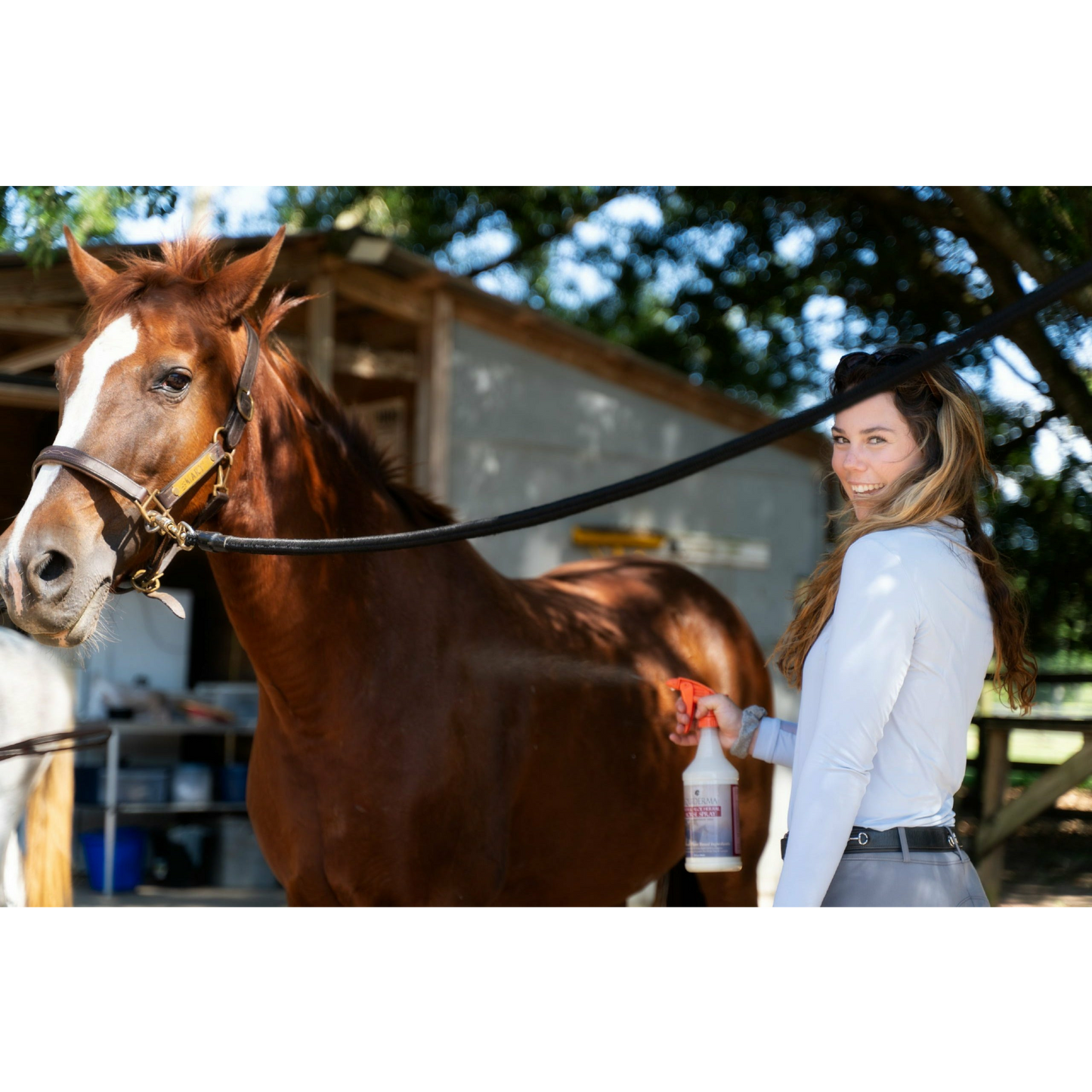 Equiderma Neem Horse Sprayed on Horse