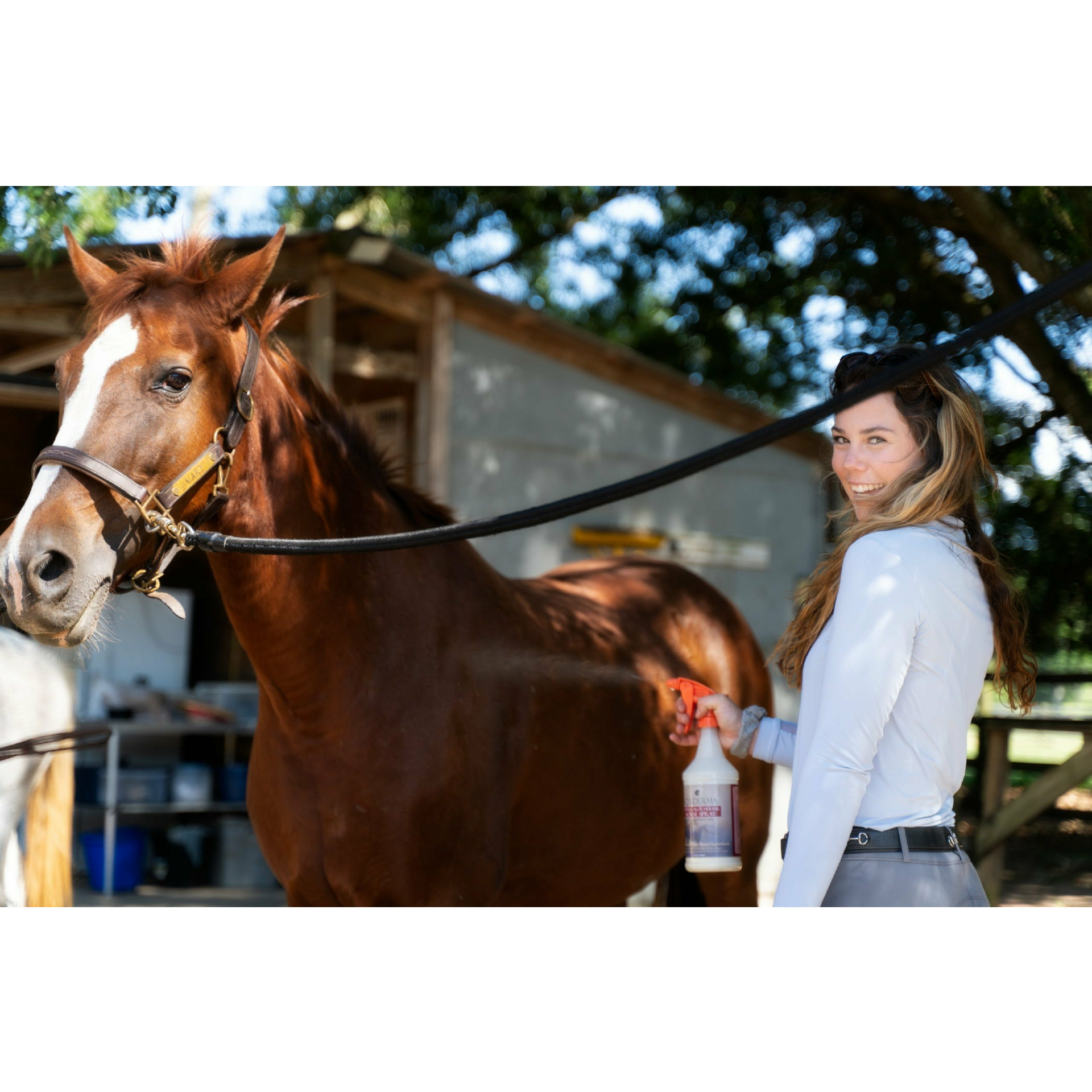 Equiderma Neem Horse Sprayed on Horse