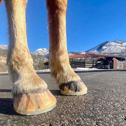 EasyCare EasyShoe Versa Grip Light on Horse